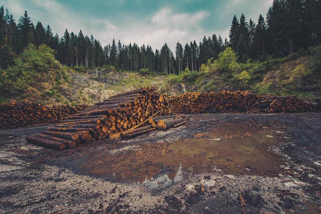 Piles of freshly-cut logs in front of a forest.